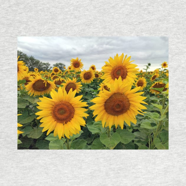 A sunflower field by Gourmetkater